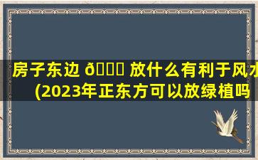 房子东边 🍁 放什么有利于风水(2023年正东方可以放绿植吗)